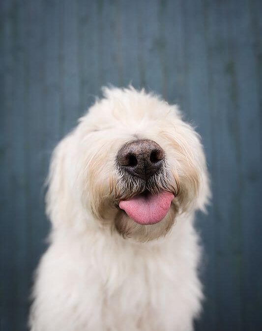white dog with tongue out