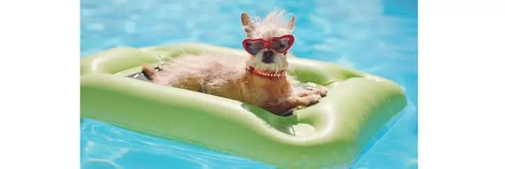 dog on pool float