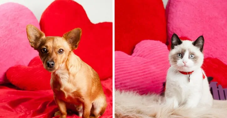 Fun Valentine’s Day Treats for Your Pets