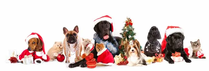 holiday pet banner