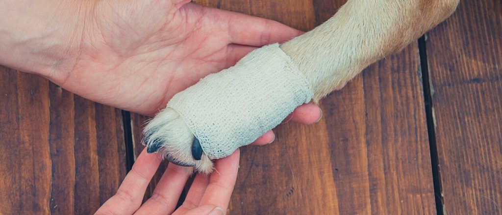 dog paw wrapped in gauze hand of human