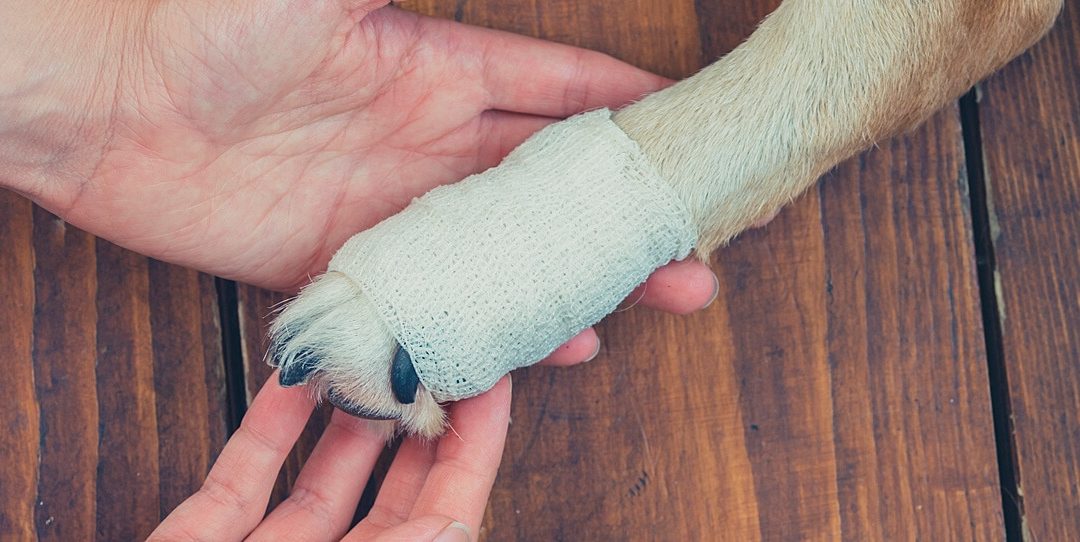 dog paw wrapped in gauze hand of human