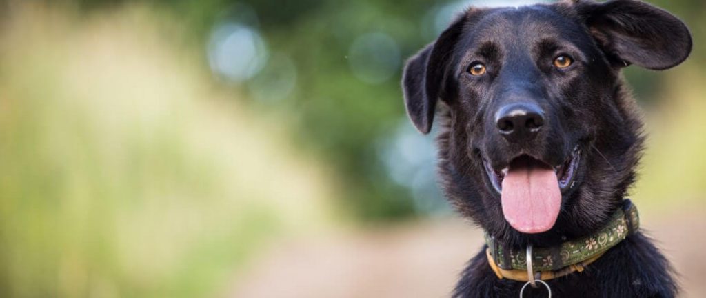 Black Lab Dog Green Background