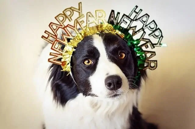 A Party your New Year’s Eve Party Dog Will Love