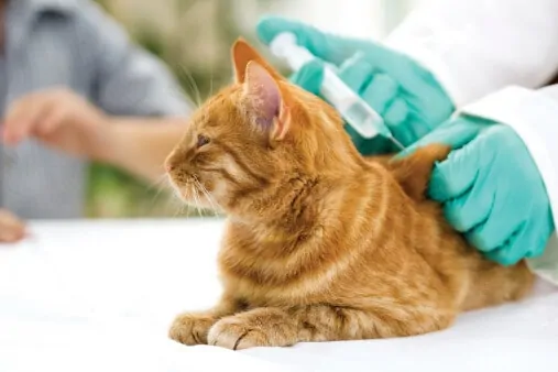 yellow cat getting shot by vet with gloves