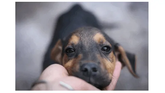 Little dog's face being cradled in a women's hand looking up into camera