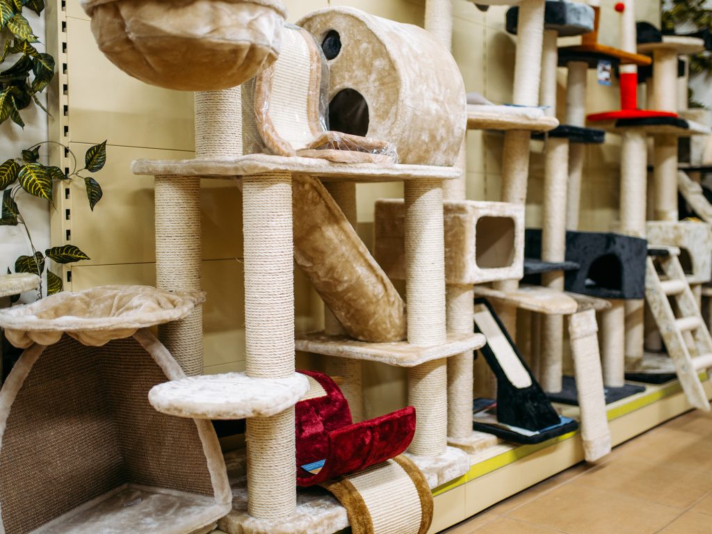 5 Ways to Keep Your Cat in Shape