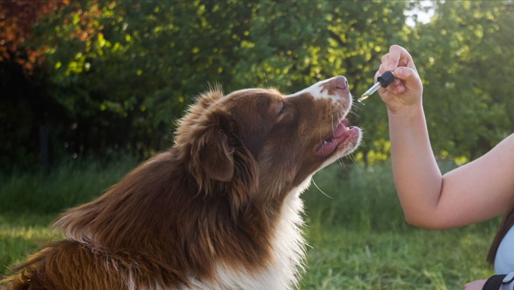 Australian Shepherd takes dropper of CBD oil for dogs