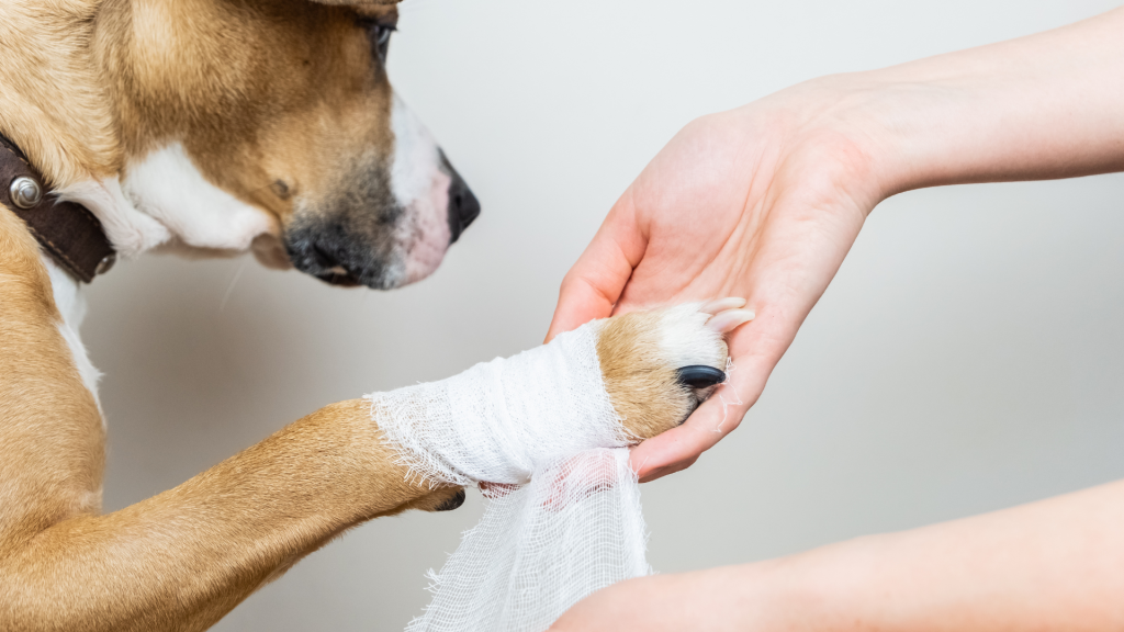 Things to consider when using betadine on dog with wound