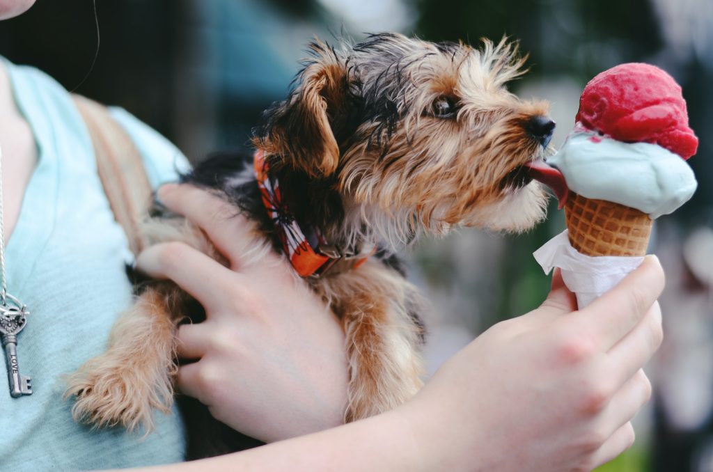 Woman holding dog eating ice cream cone at dog-friendly restaurants in Plano TX