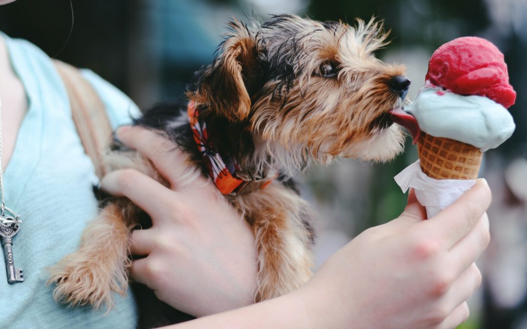 Woman holding dog eating ice cream cone at dog-friendly restaurants in Plano TX
