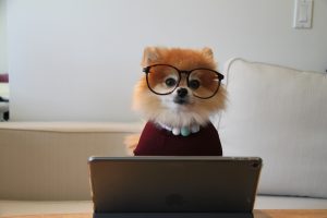 Pomeranian wearing large glasses sits in front of computer