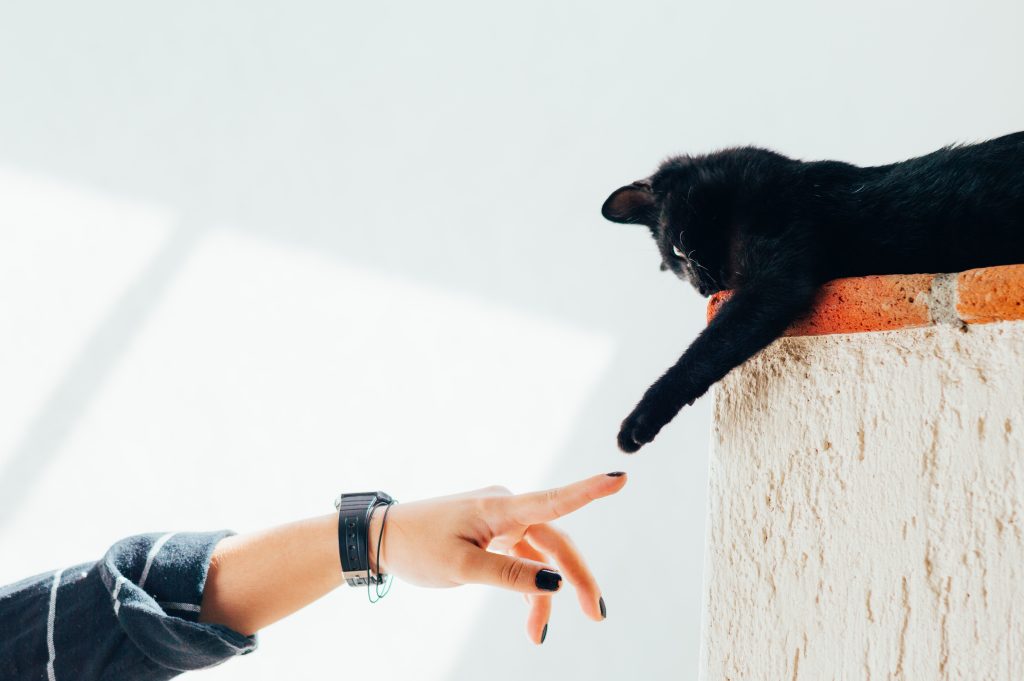 Black cat holds paw out to touch finger of pet sitter