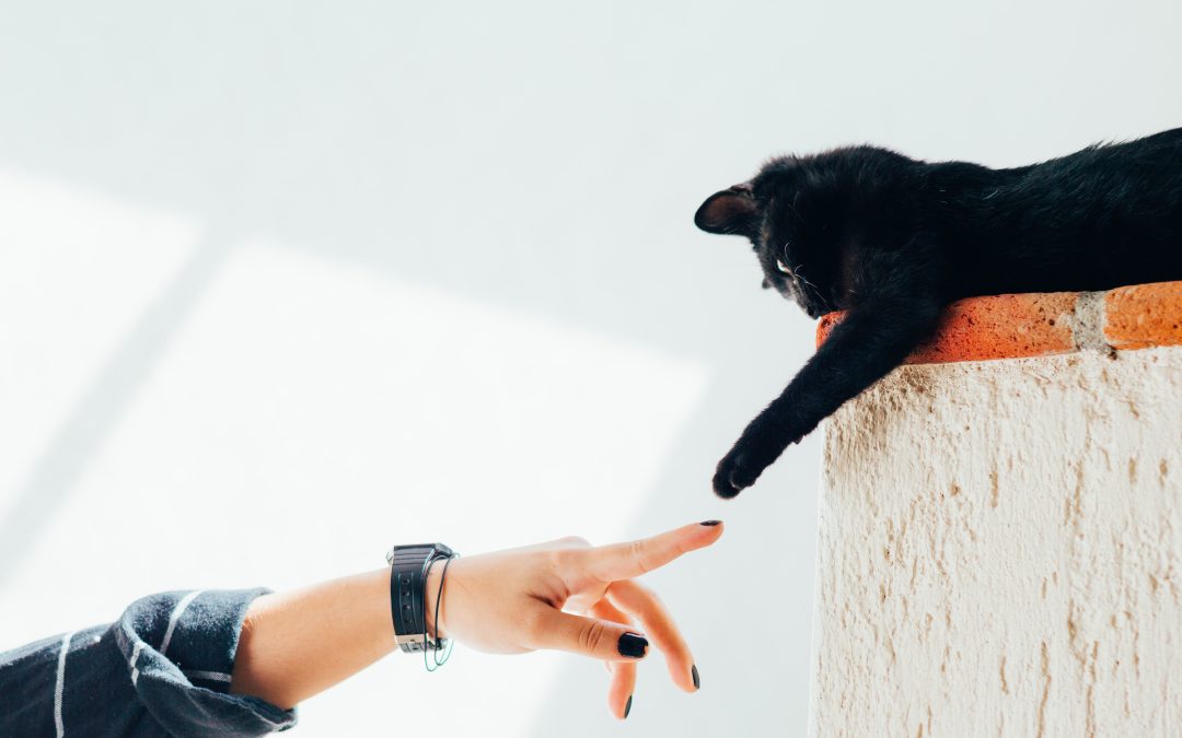 Black cat holds paw out to touch finger of pet sitter