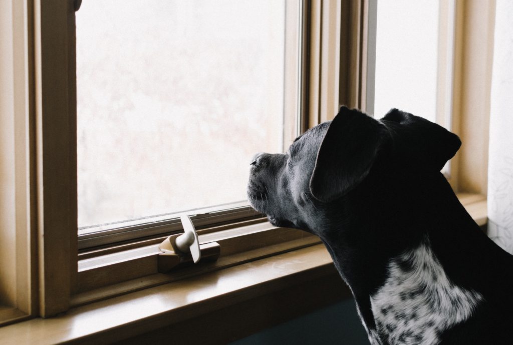 Helping your dog adjust to a new routine prevents depression