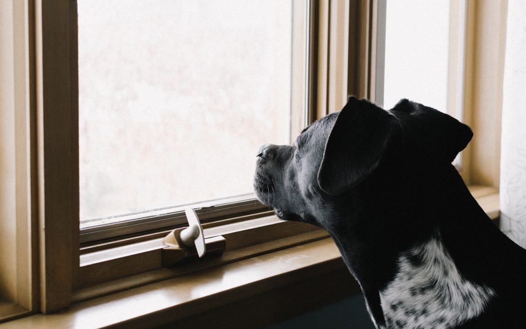 Helping your dog adjust to a new routine prevents depression