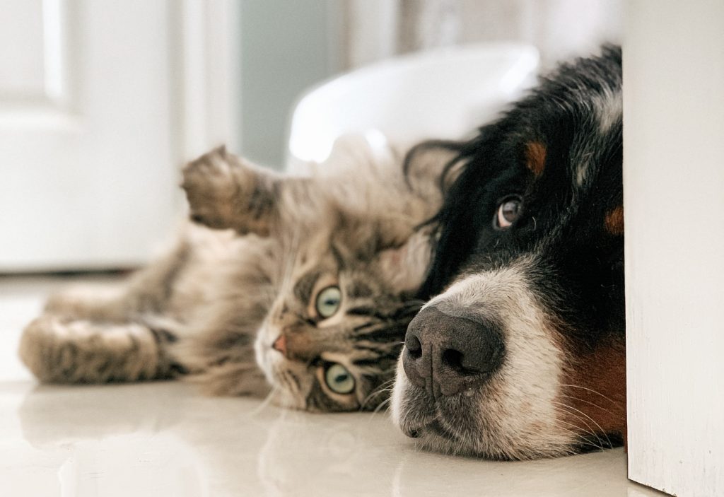 Bernese Mountain Dog and Norwegian Forest Cat lay on floor next to each other waiting for their pet sitting in Frisco Tx