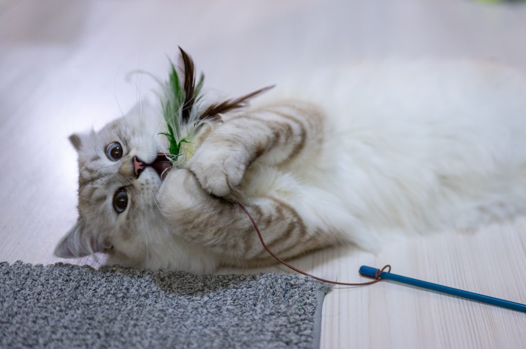 White happy cats plays with feather toy