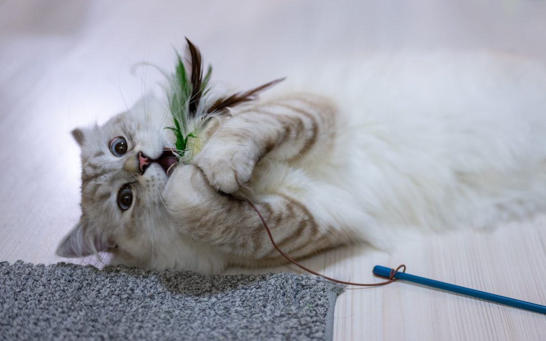 White happy cats plays with feather toy