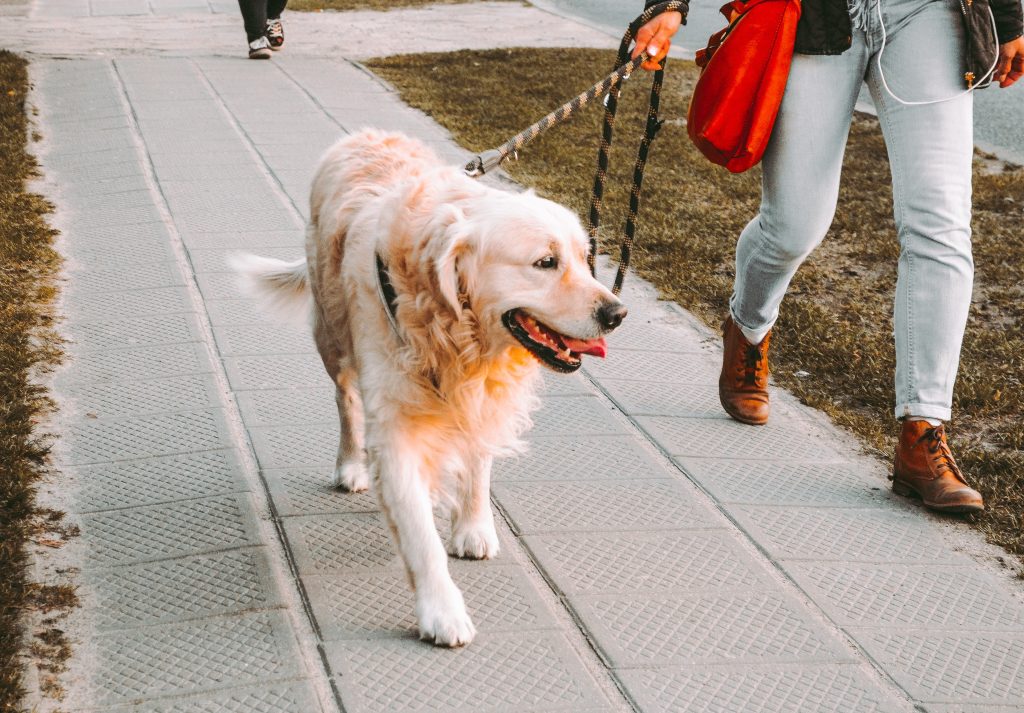 dog walkers in frisco take a golden retriever for a walk