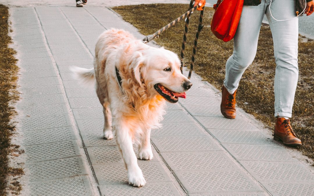 dog walkers in frisco take a golden retriever for a walk