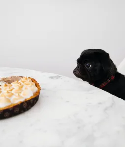 Black Pug sits at table looking at pie.