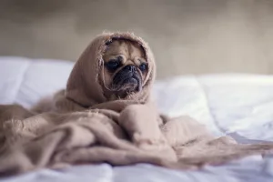 Sad Pug cuddles under blanket