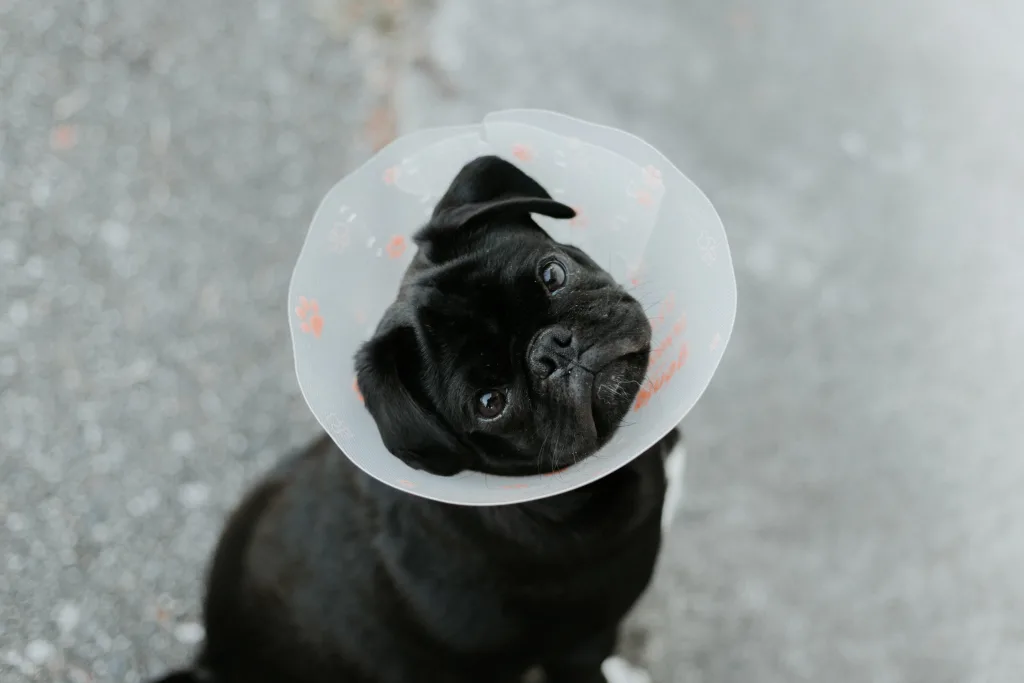 A black Pug who suffers from allergies in pets looks sadly at the camera with a veterinary cone on his neck.