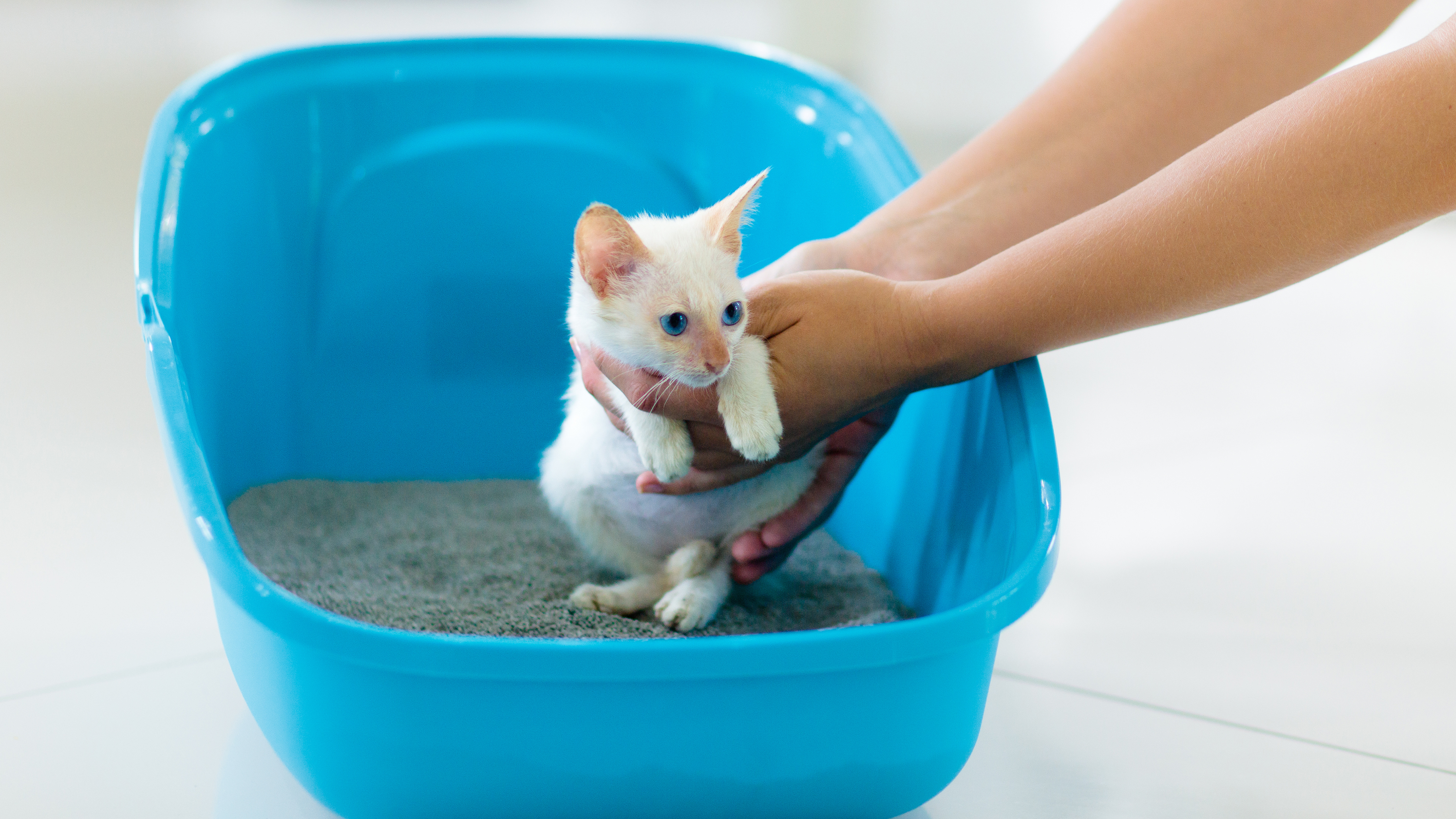 Litterbox cleaning and training in Austin and Dallas Texas