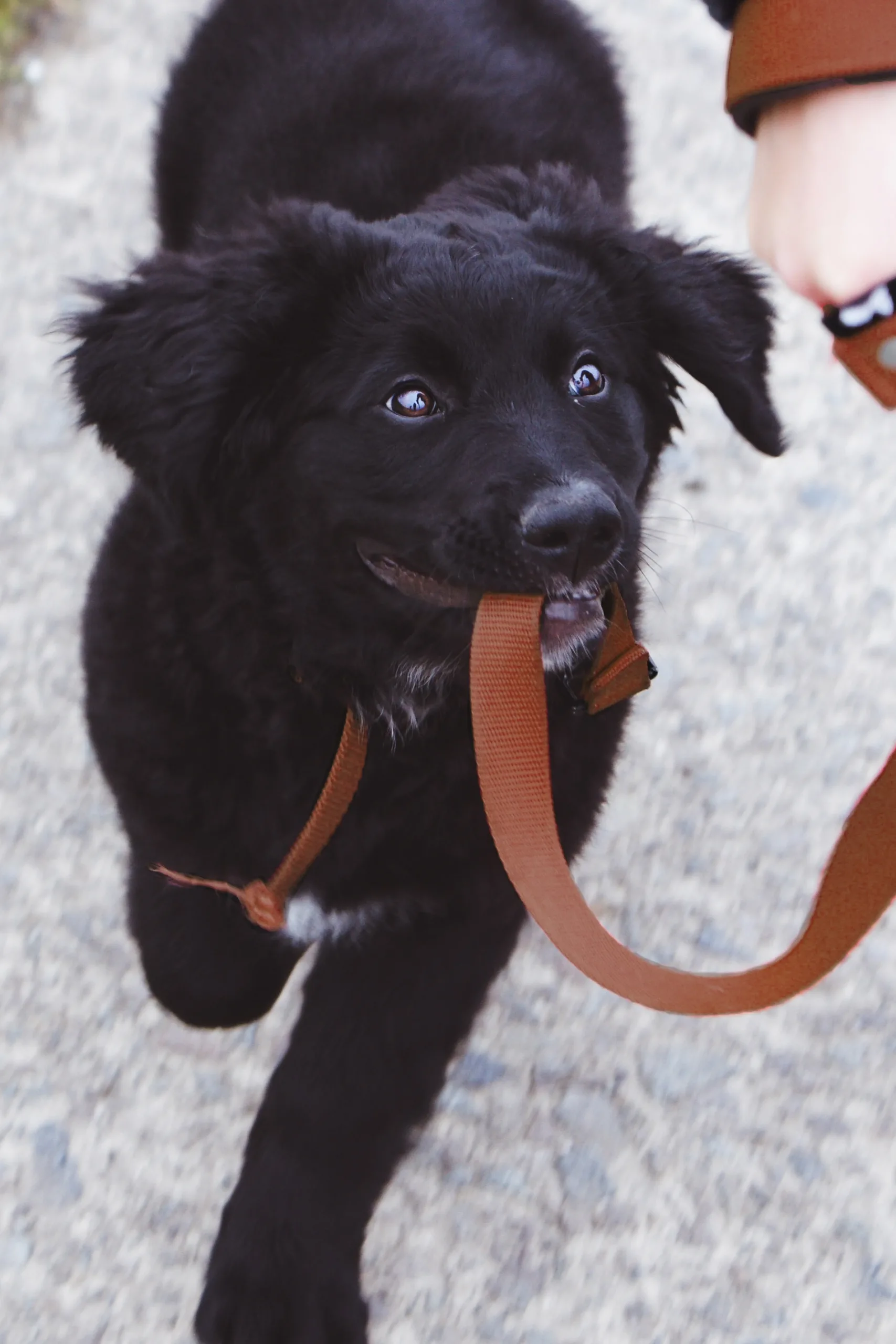 Puppy walking and puppy sitting services help train puppy on leash manners