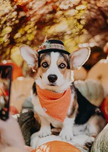 Corgi wearing fall costume for fall photos of your dog