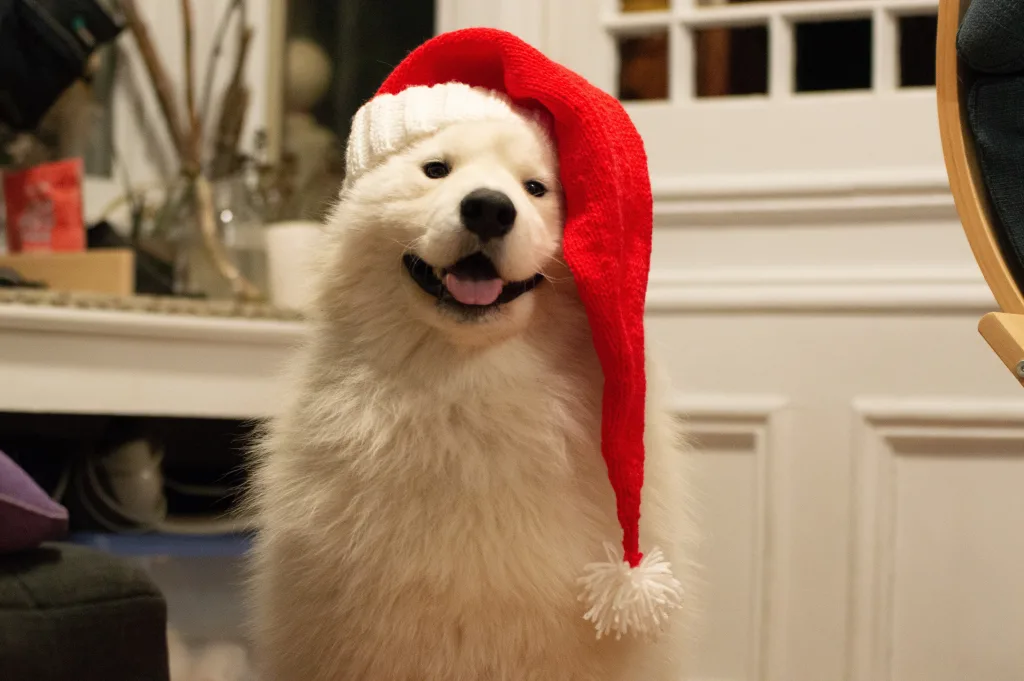 pet-friendly holiday destination happy dog in santa hat