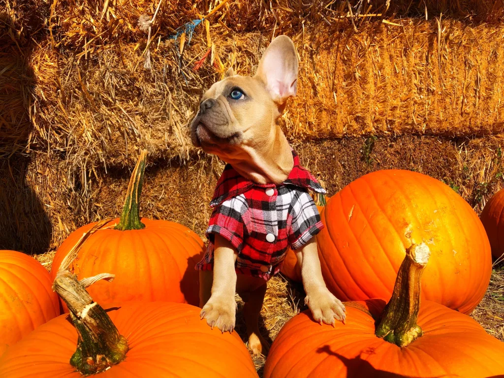 Frenchie sits in pumpkin patch taking fall photos of dog