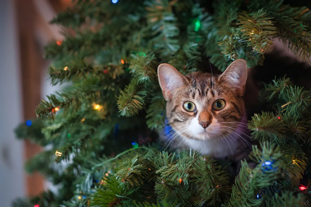 Cat looks out from Christmas tree at pet sitter making extra holiday money
