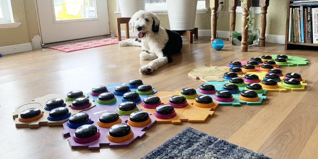 English Sheepdog pays with dog communication buttons on living room floor