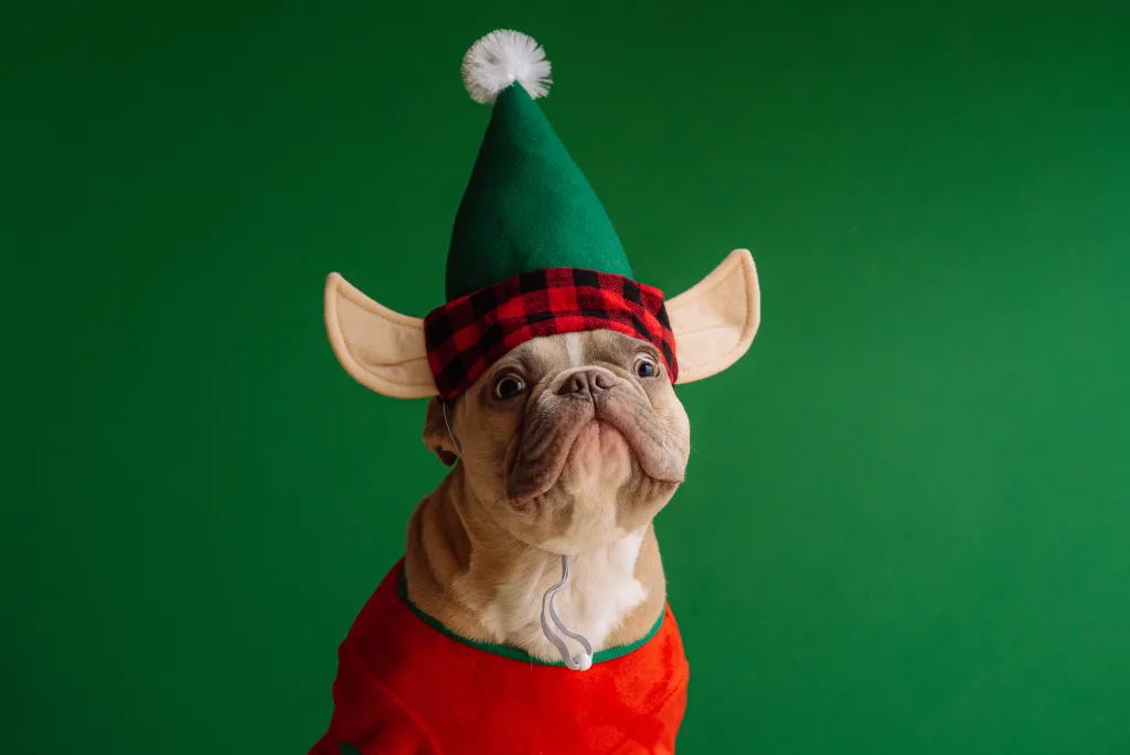 VIP Pets of Dallas and Austin client French bulldog poses for Christmas photo on ways to help homeless pets