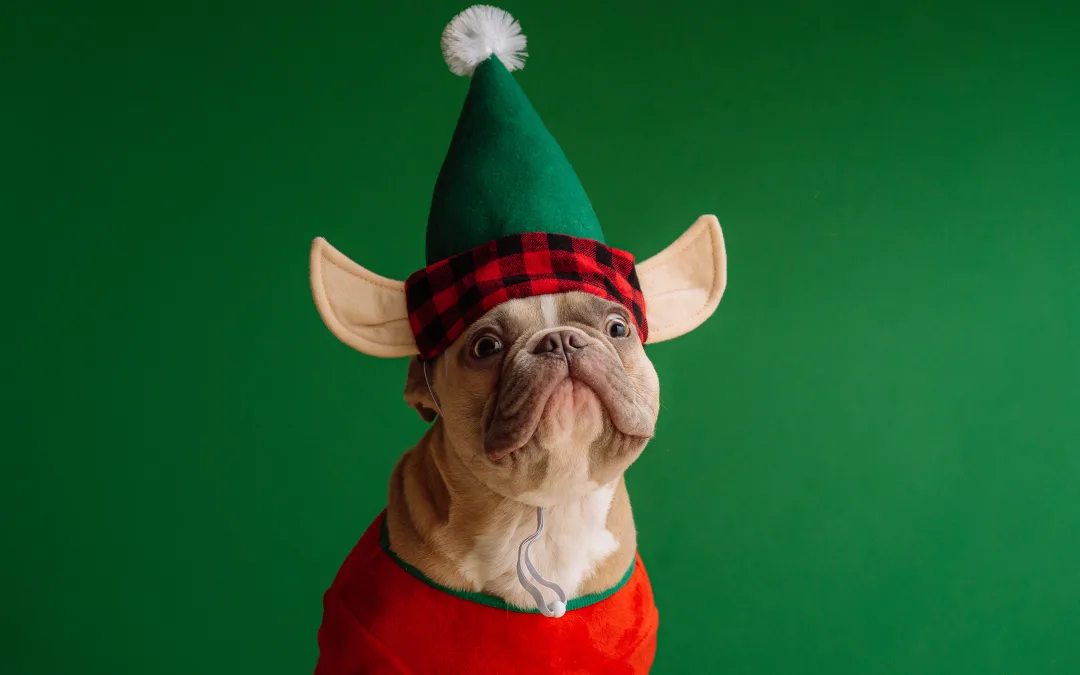 VIP Pets of Dallas and Austin client French bulldog poses for Christmas photo on ways to help homeless pets