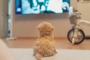 Cute blonde puppy looks at tv watching a movie