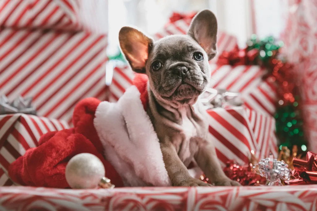 puppy's first christmas tips