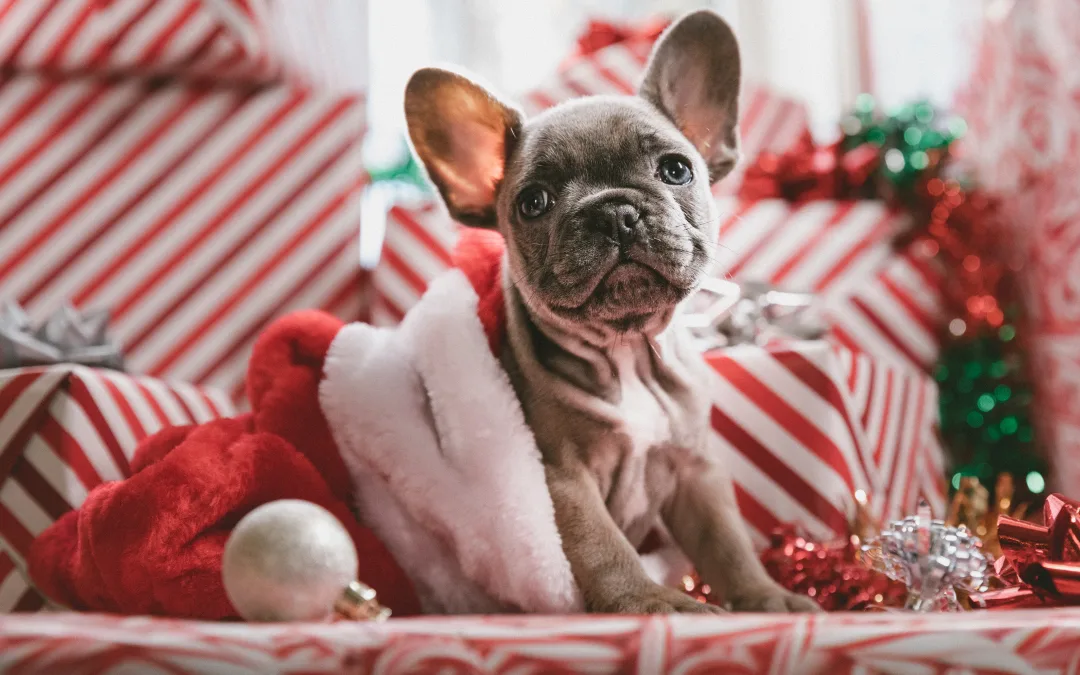 VIP’s Best Tips for Puppy’s First Christmas