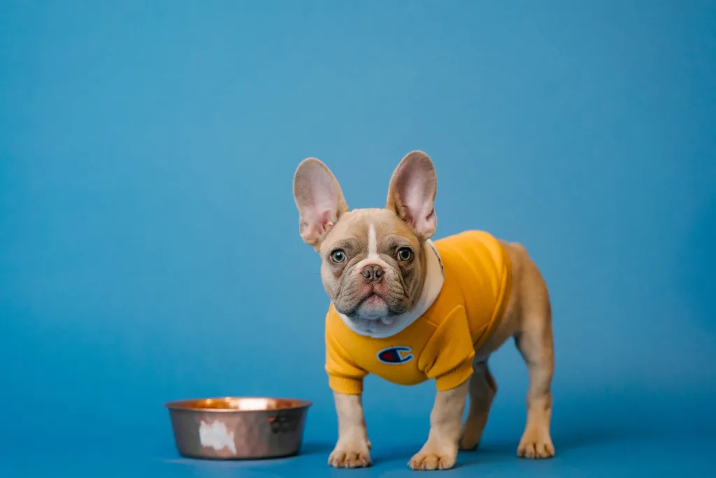 French bulldog stands next to food bowl for article on Austin pet food stores