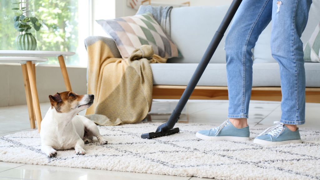 Spring cleaning with pets woman cleans floors with Jack Russel on rug