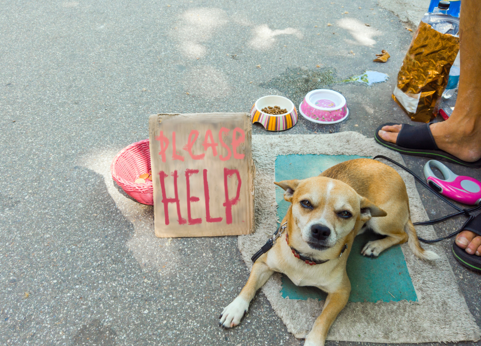 Homeless dog on street begging for food needs pet food pantry in dallas