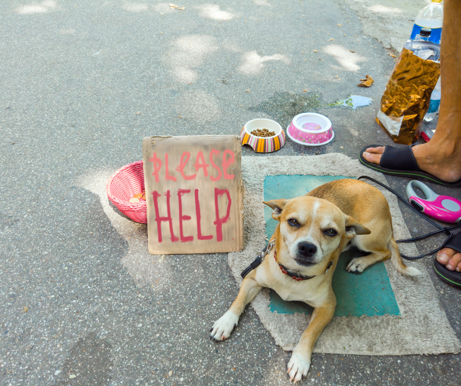 Homeless dog on street begging for food needs pet food pantry in dallas
