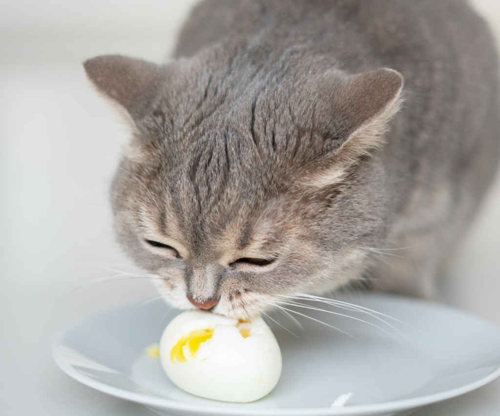 Cat eats hard-boiled which benefits of feeding eggs to pets