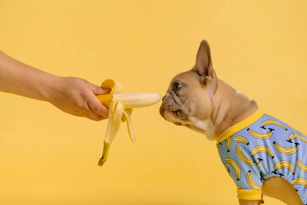 French bulldog in banana pajamas reluctantly sniffs pet nutrition trend banana
