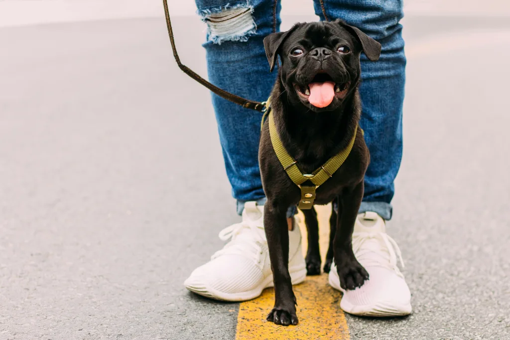 dog walkers in austin with black pug
