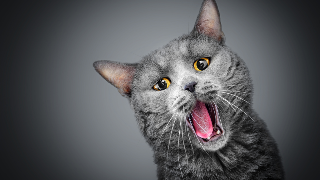 Gray cat with yellow eyes opens mouth widely to hack up hairball