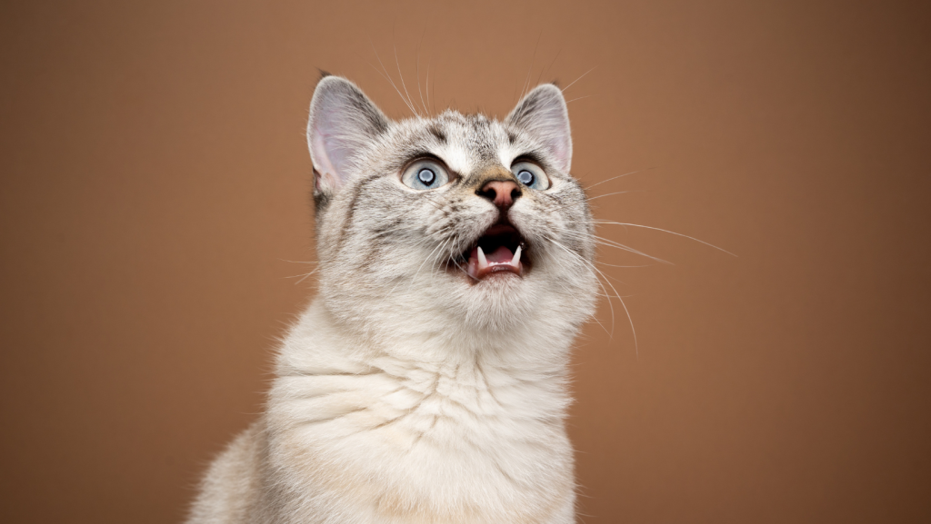 Austin Cat Sitter captures lynx point cat meow