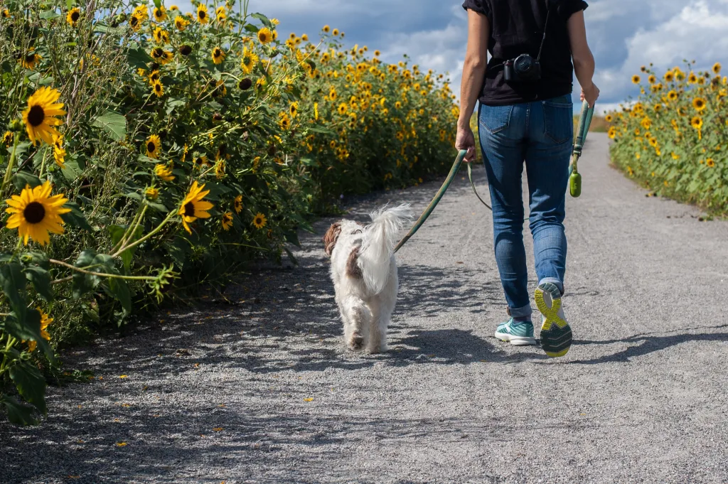 Dog and owner walk along path of sunflowers engaging the senses, one of the many benefits of walking your dog